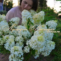 Гортензия метельчатая "БОБО" Гортензия метельчатая "БОБО"